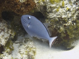 Cozumel - Wednesday 11/2